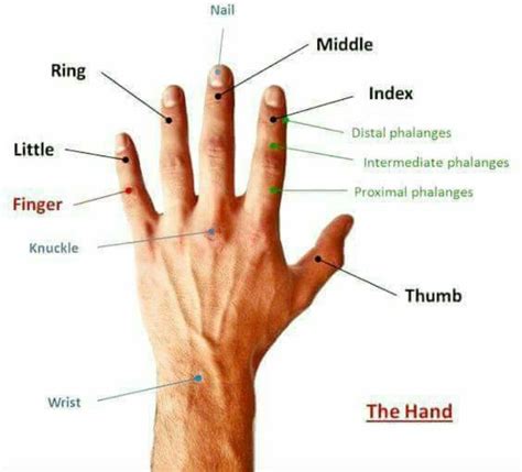 knuckles traductor|knuckle meaning in spanish.